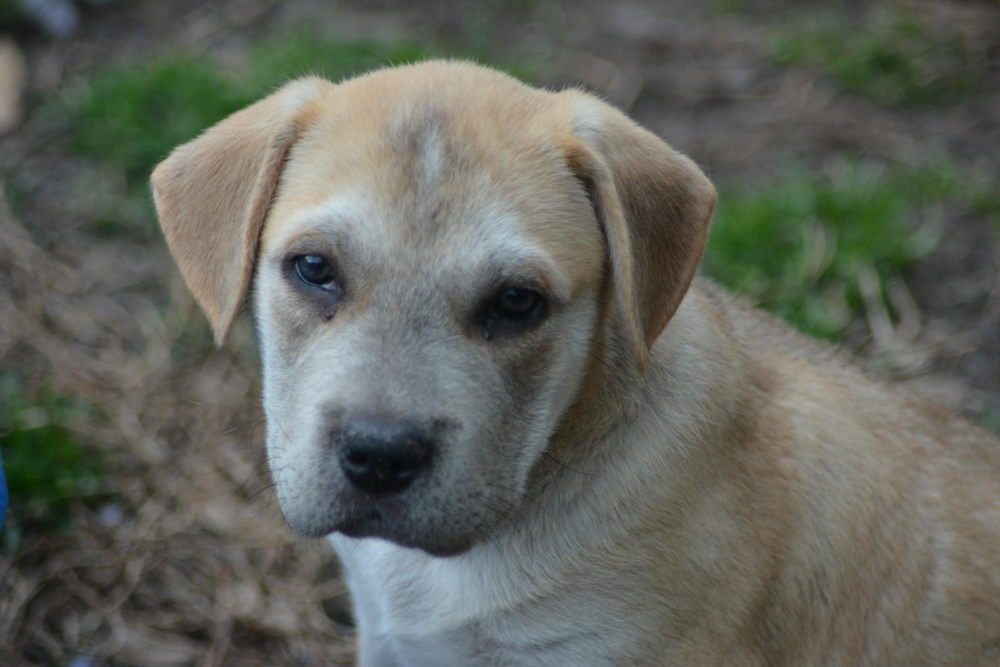 Enlarge Lindsey Barkingham (D2003), a ADOPTABLE mixed breed in Hayes, VA image 3/4
