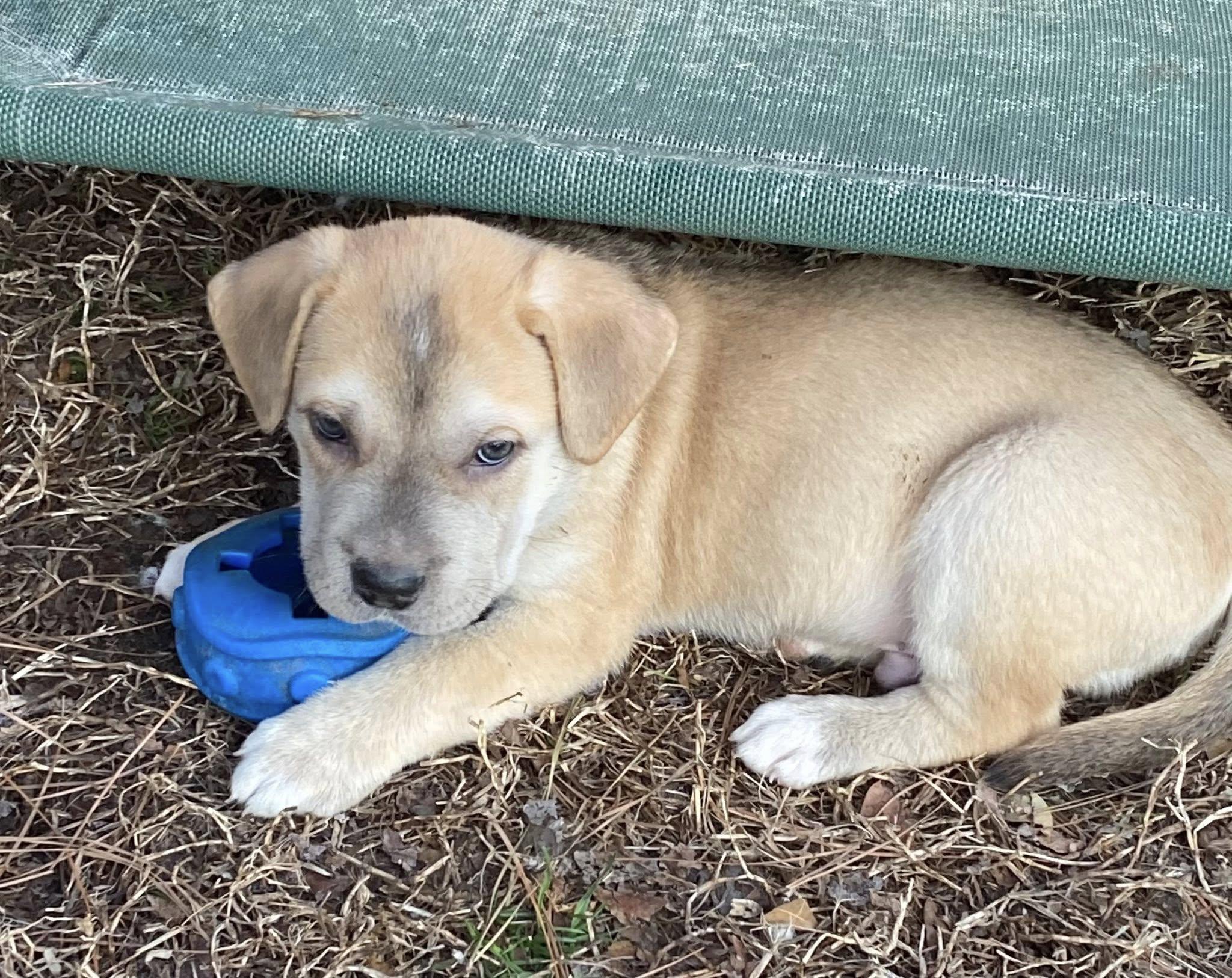 Enlarge Lindsey Barkingham (D2003), a ADOPTABLE mixed breed in Hayes, VA image 4/4