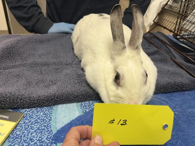 SHAY, Adoptable, Young Female Bunny Rabbit.