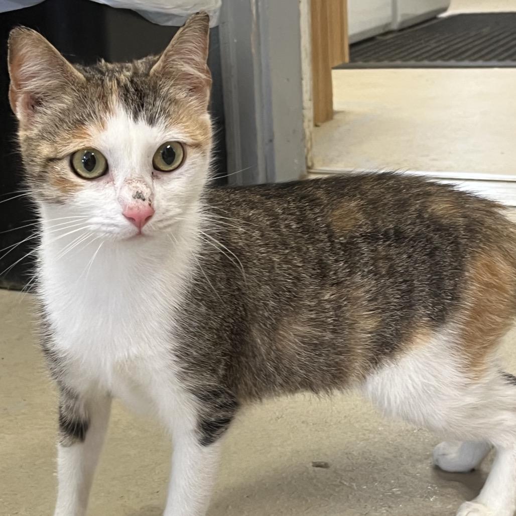 Enlarge Callie, a Adoptable Domestic Short Hair in Ruckersville, VA image 1/2