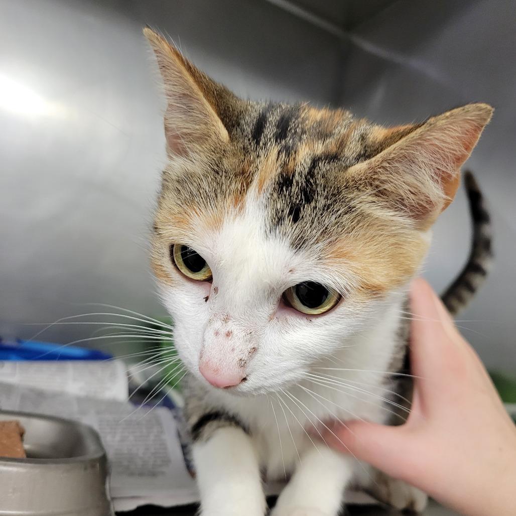 Enlarge Callie, a Adoptable Domestic Short Hair in Ruckersville, VA image 2/2