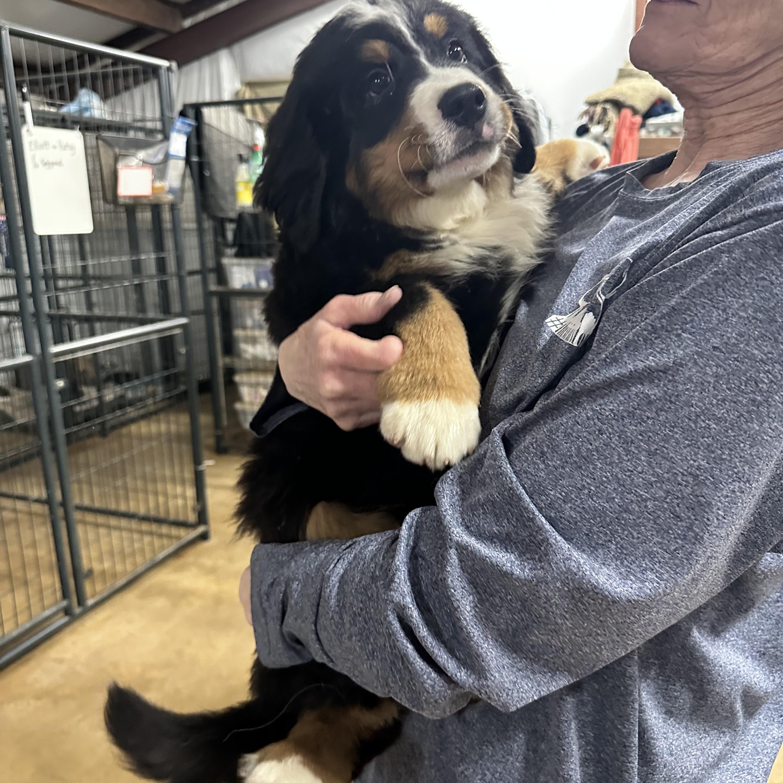 Enlarge Marley, an adopted Bernese Mountain Dog in Toms River, NJ image 2/6