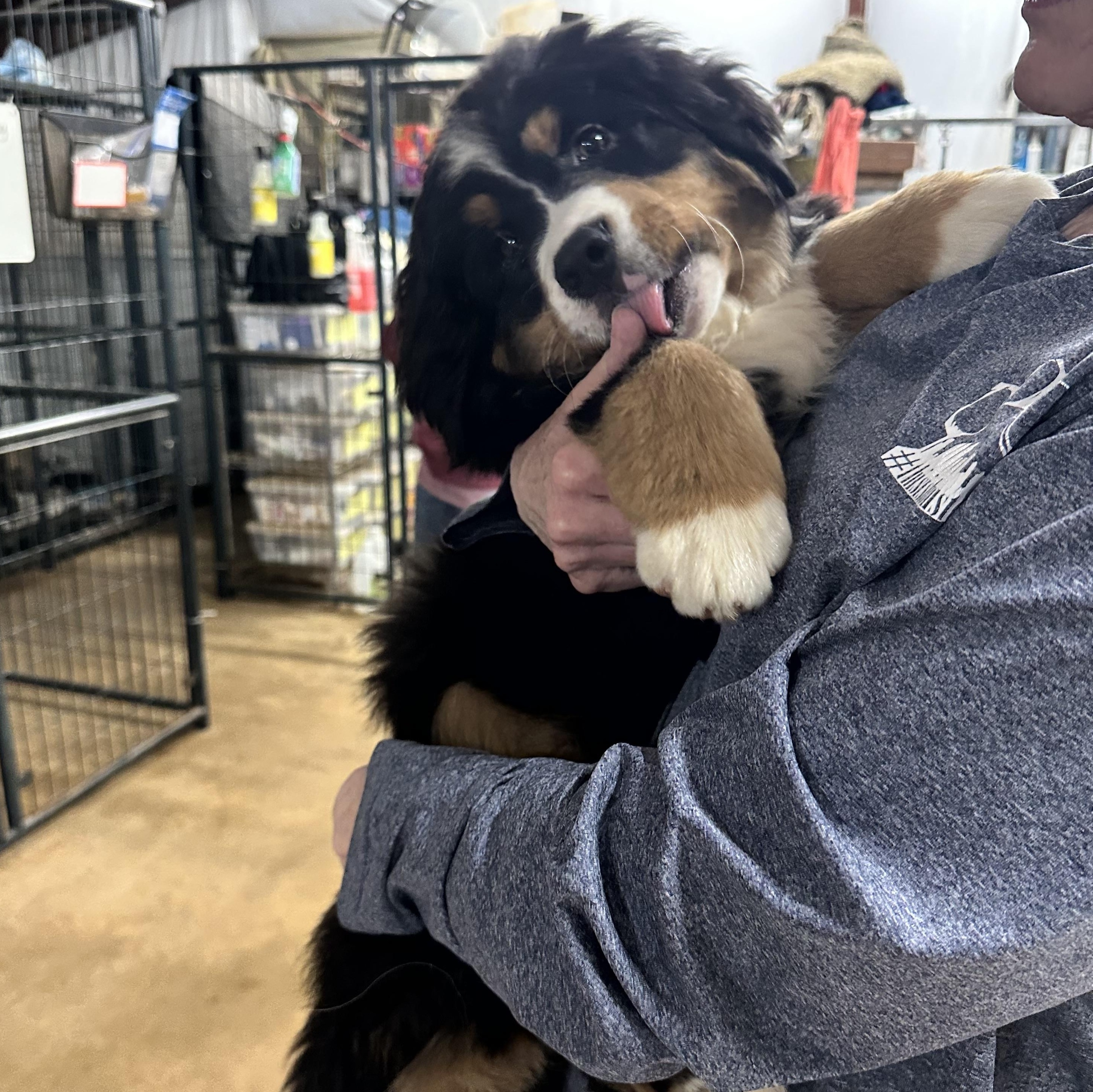 Enlarge Marley, an adopted Bernese Mountain Dog in Toms River, NJ image 5/6