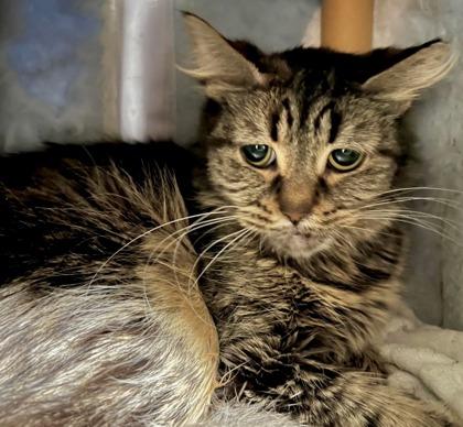 Mojo, a ADOPTABLE mixed breed in Toronto, ON image 3/5