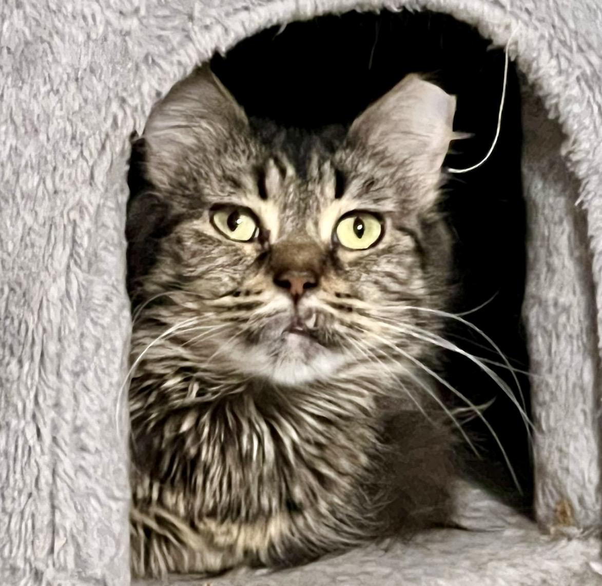 Mojo, a ADOPTABLE mixed breed in Toronto, ON image 2/5