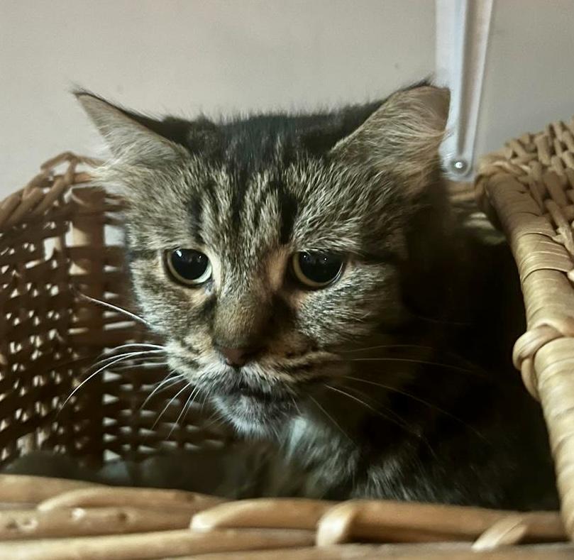 Mojo, a ADOPTABLE mixed breed in Toronto, ON image 1/5