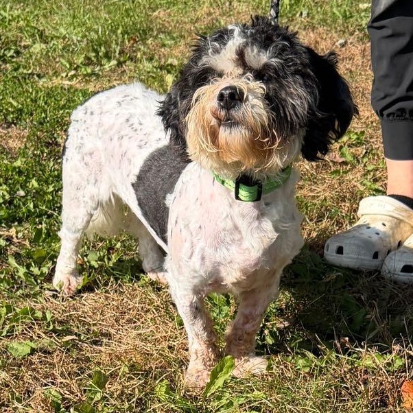 Enlarge Bruno, a Adoptable mixed breed in Waterloo, IA image 6/6
