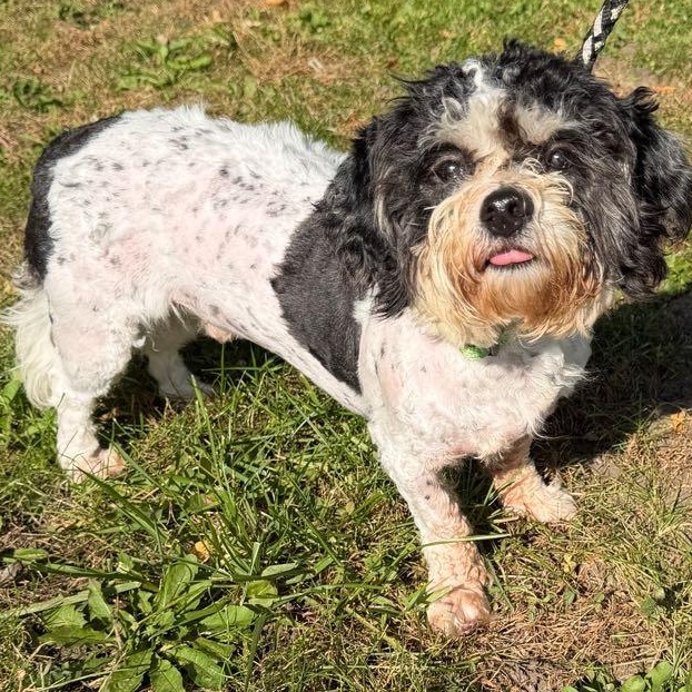 Bruno, Adoptable, Adult Male Shih Tzu & Bichon Frise.