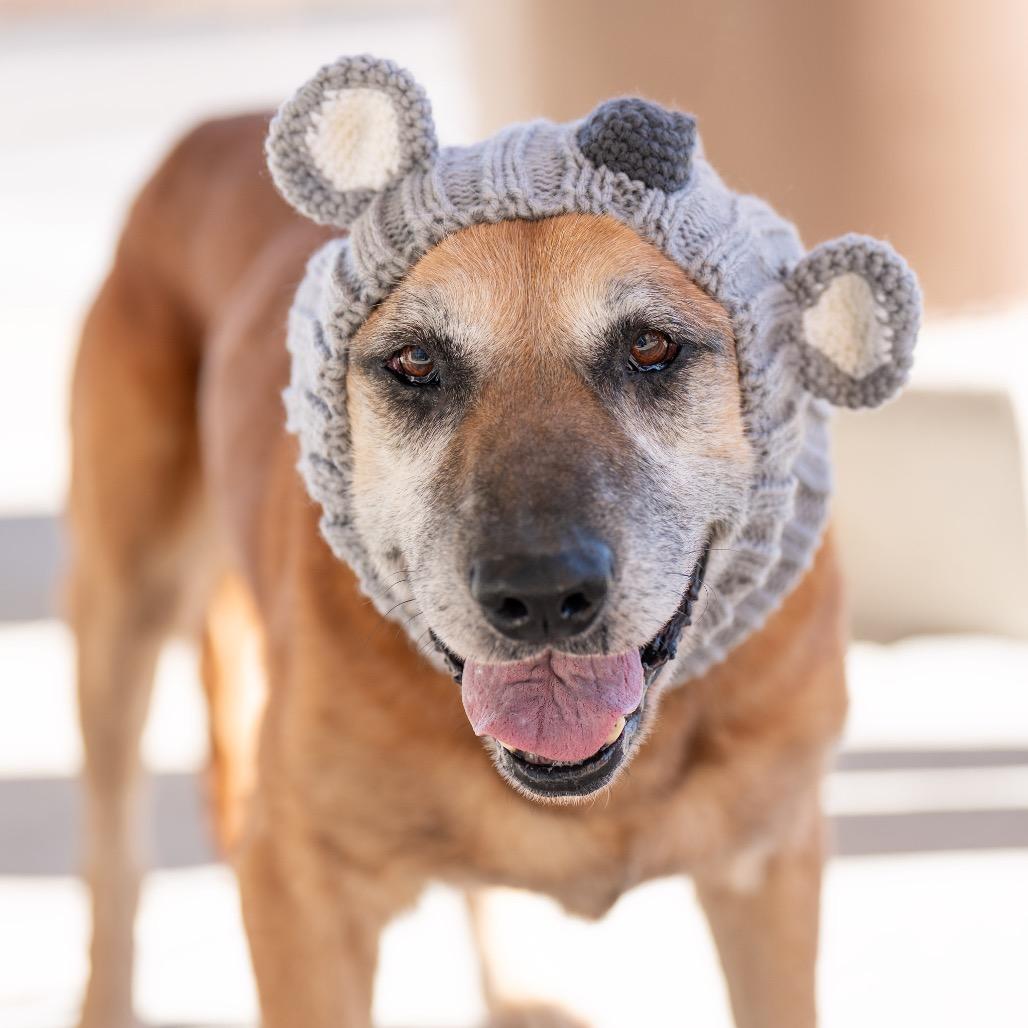 Stanley, a Adoptable mixed breed in Bessemer, AL image 2/6