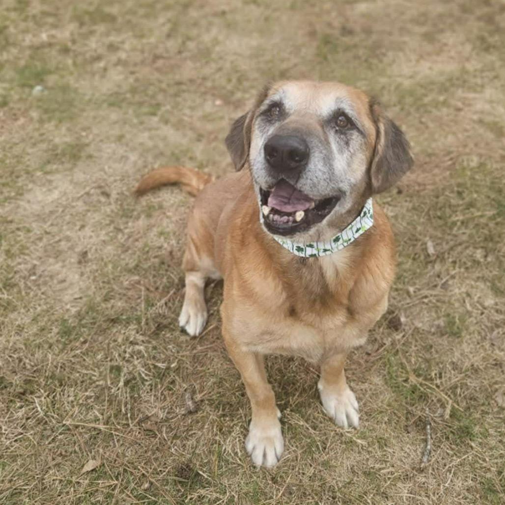 Enlarge Stanley, a Adoptable mixed breed in Bessemer, AL image 3/6