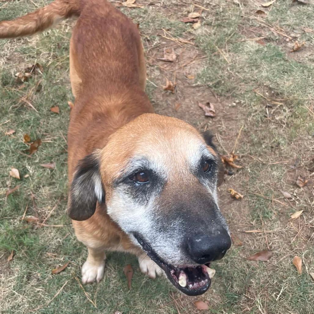 Enlarge Stanley, a Adoptable mixed breed in Bessemer, AL image 3/6