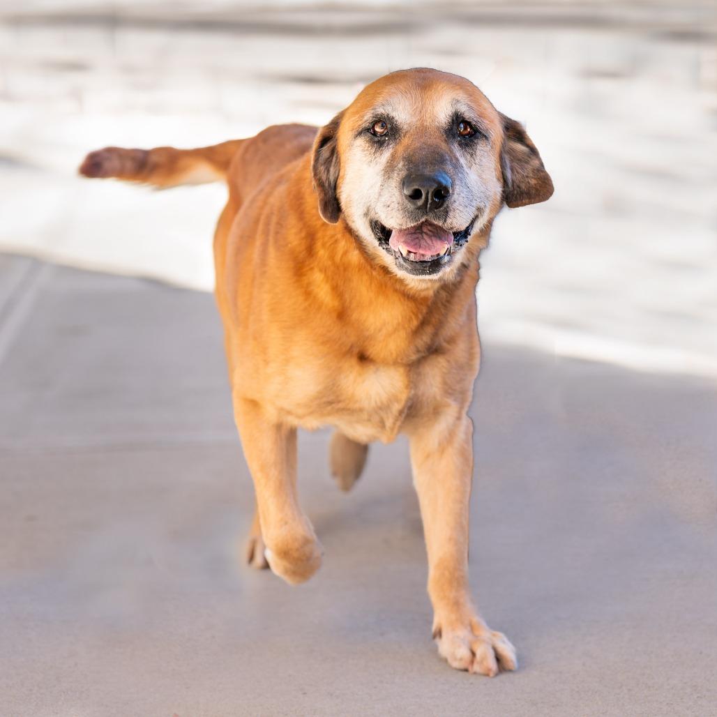 Stanley, a Adoptable mixed breed in Bessemer, AL image 5/6
