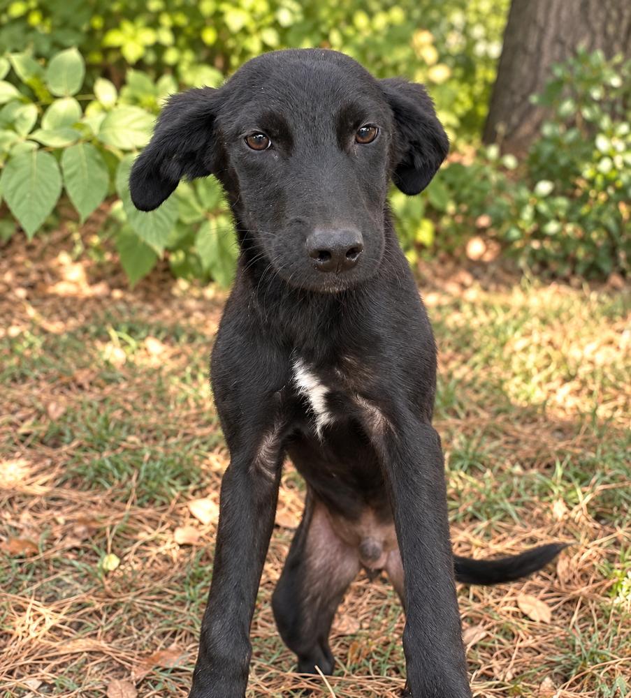 Enlarge John - Beatles Pups, a Adoptable mixed breed in Lancaster, PA image 1/2
