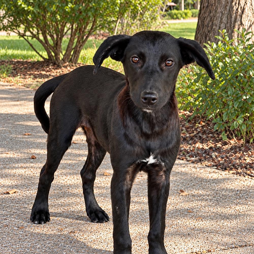Enlarge John - Beatles Pups, a Adoptable mixed breed in Lancaster, PA image 2/2