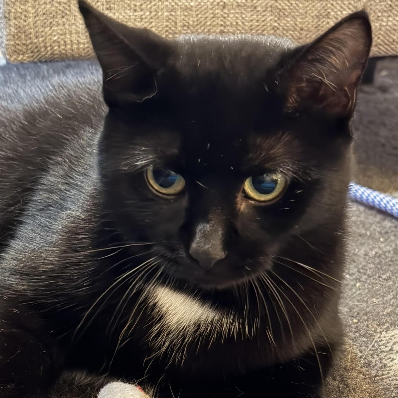 Enlarge Eve, a Adopted Domestic Short Hair in Rochester, NY image 2/2