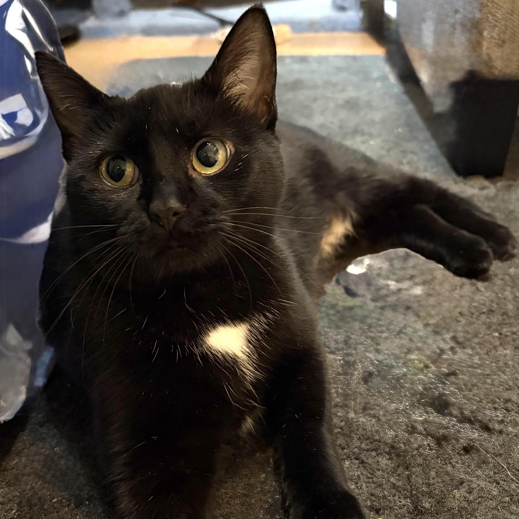 Enlarge Eve, a Adopted Domestic Short Hair in Rochester, NY image 1/2