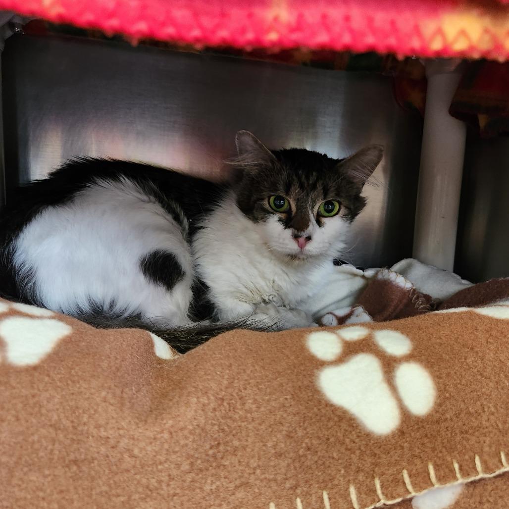 Freckles, Adoptable, Adult Female Domestic Short Hair.