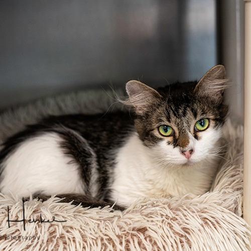 Freckles, a Adoptable Domestic Short Hair in Brockton, MA image 2/2