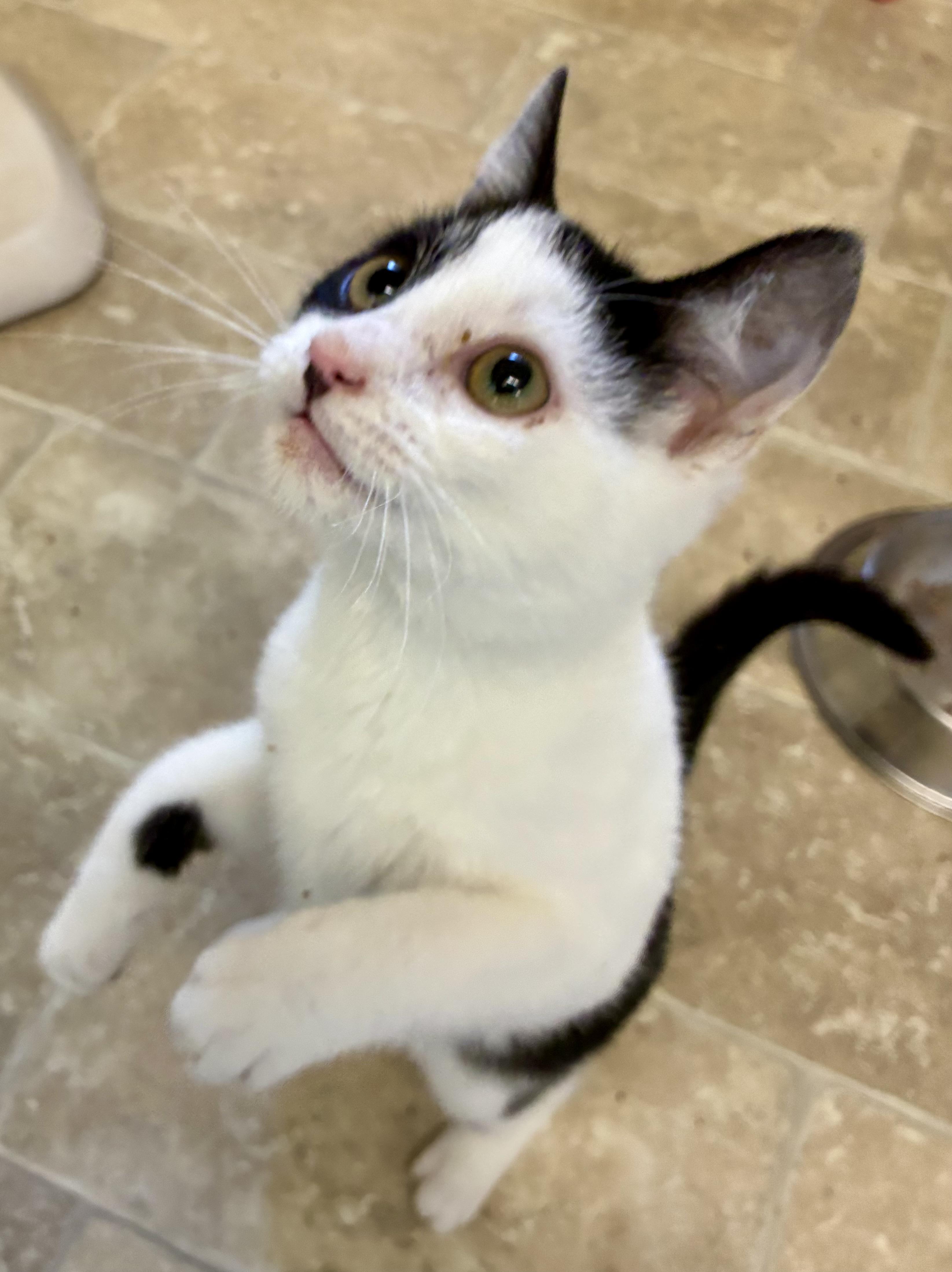 MORGAN, Adoptable, Kitten Male Domestic Short Hair.