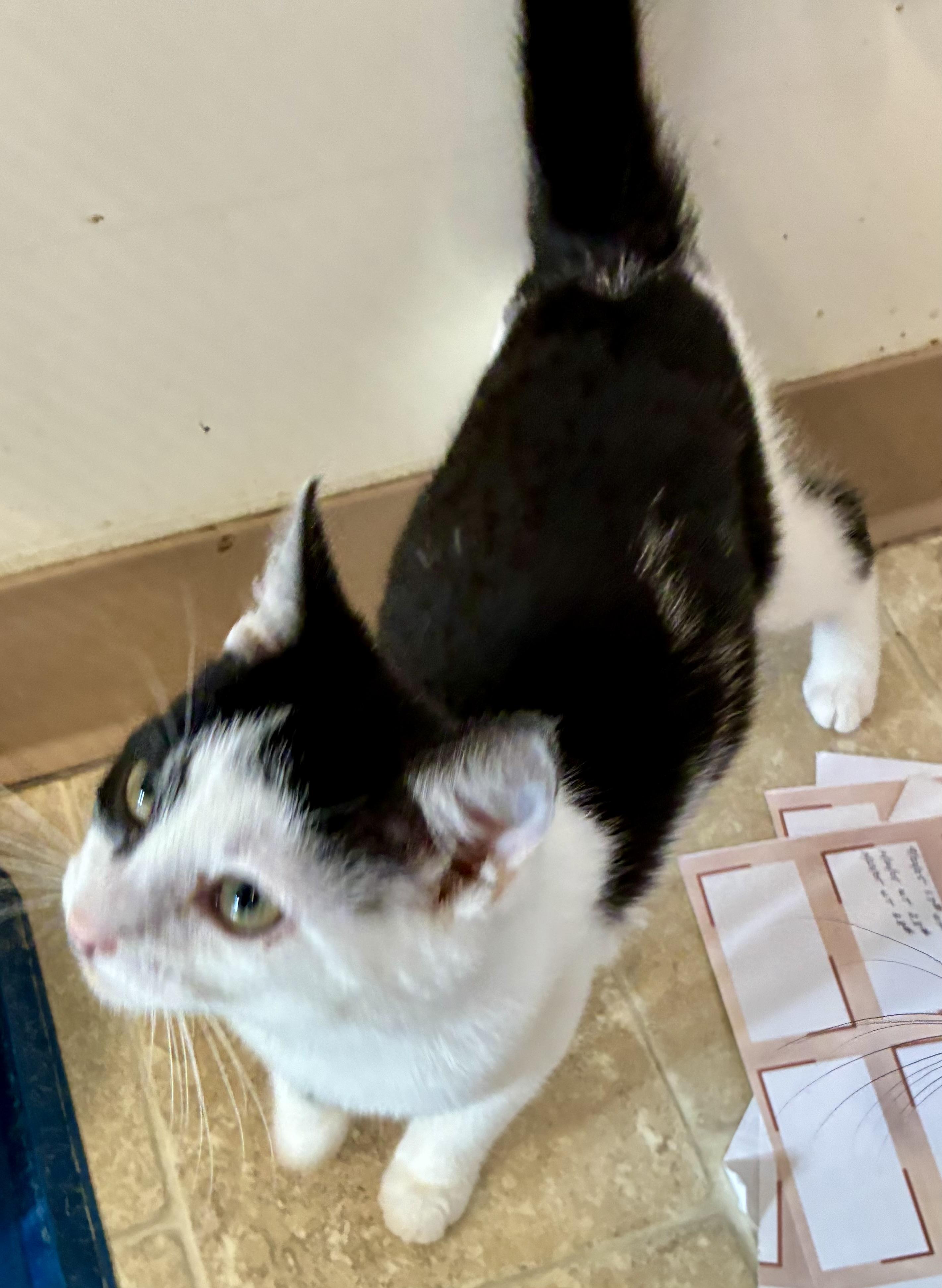 MORGAN, a Adoptable mixed breed in Louisa, KY image 2/4