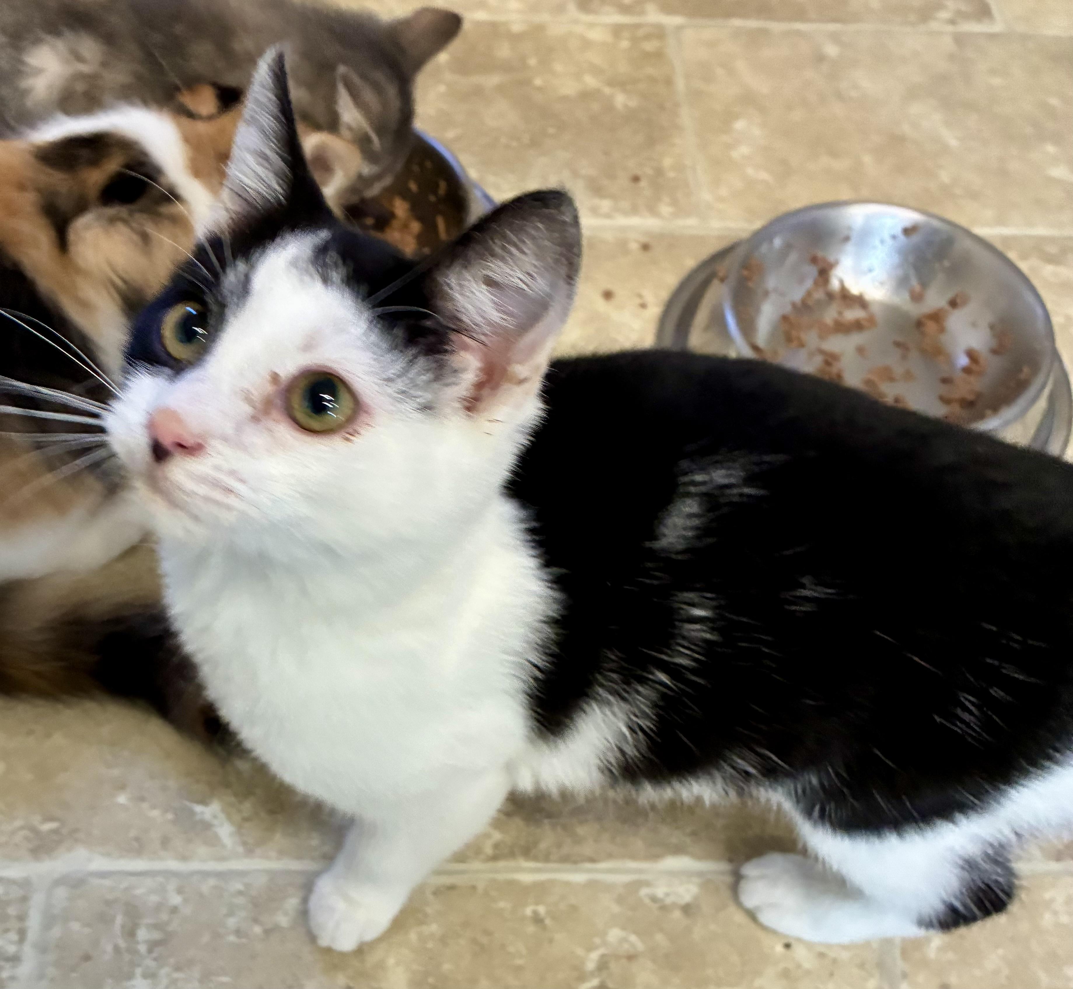 MORGAN, a Adoptable mixed breed in Louisa, KY image 3/4