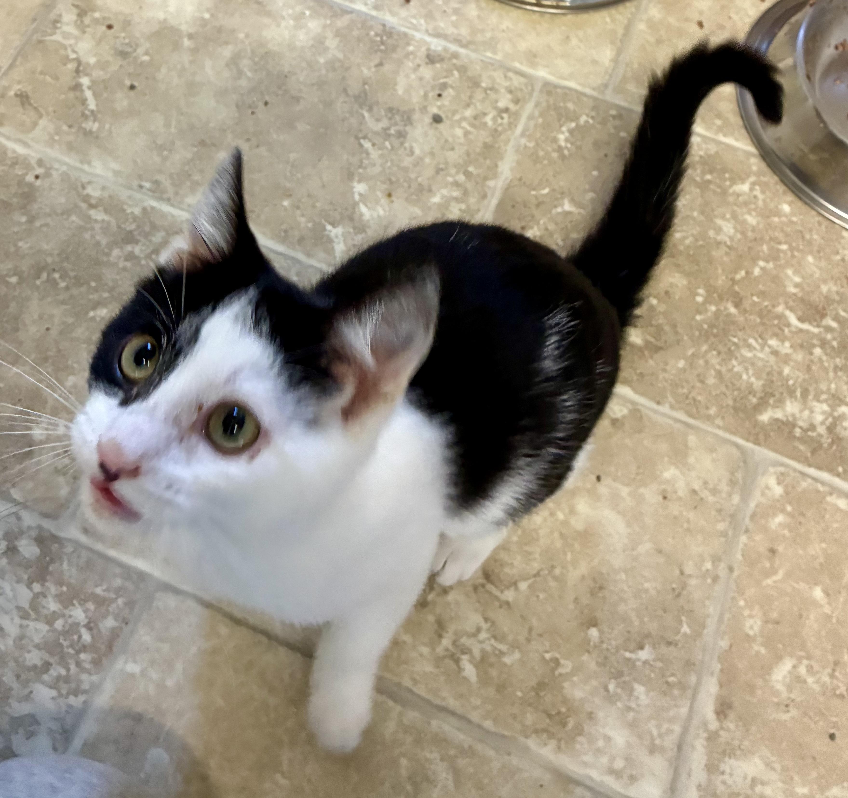 MORGAN, a Adoptable mixed breed in Louisa, KY image 4/4