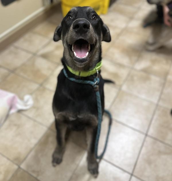 Tips (mcas), Adoptable, Young Male Mixed Breed.