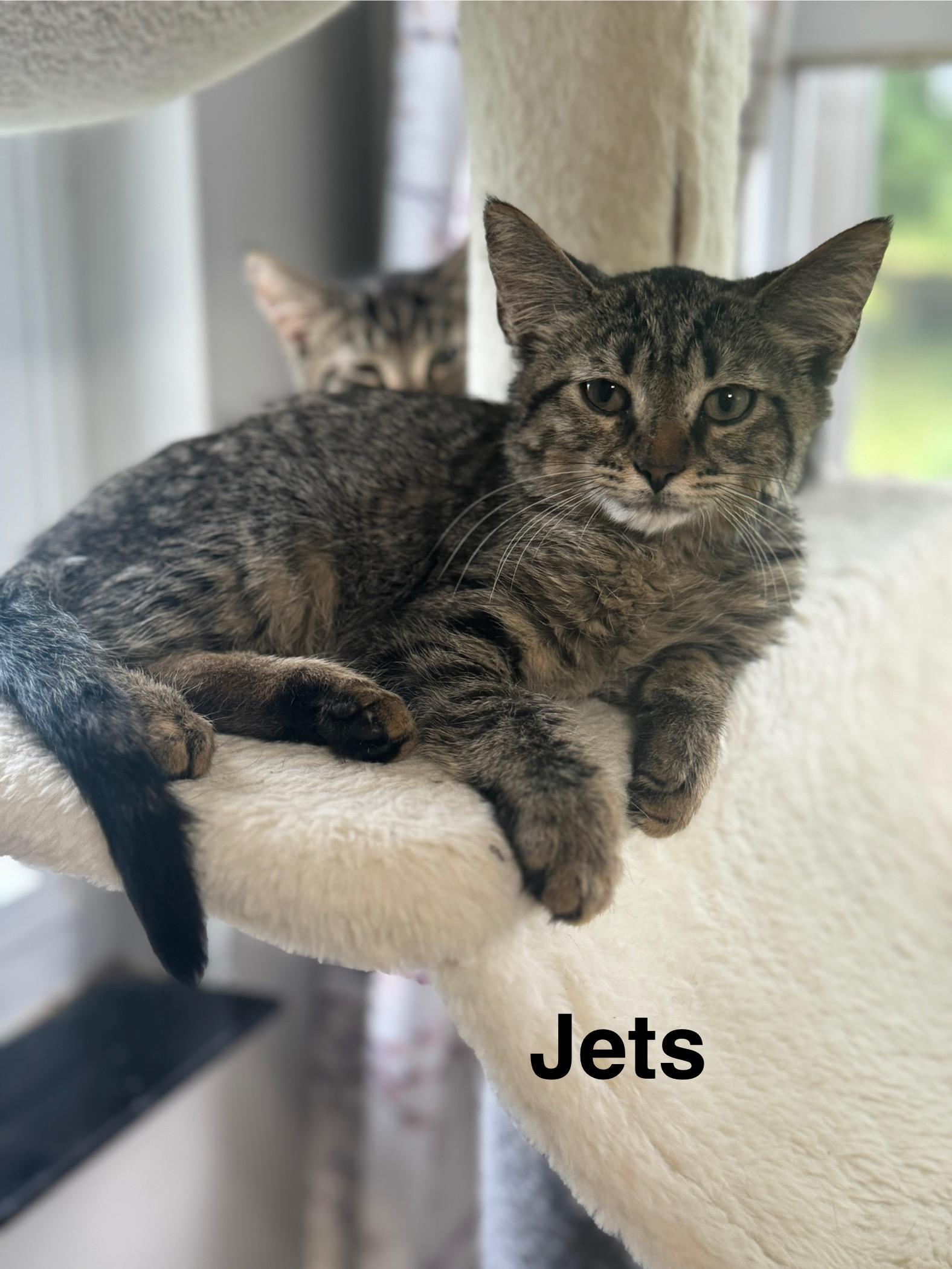 Jets, Adoptable, Kitten Male American Shorthair & Tabby.