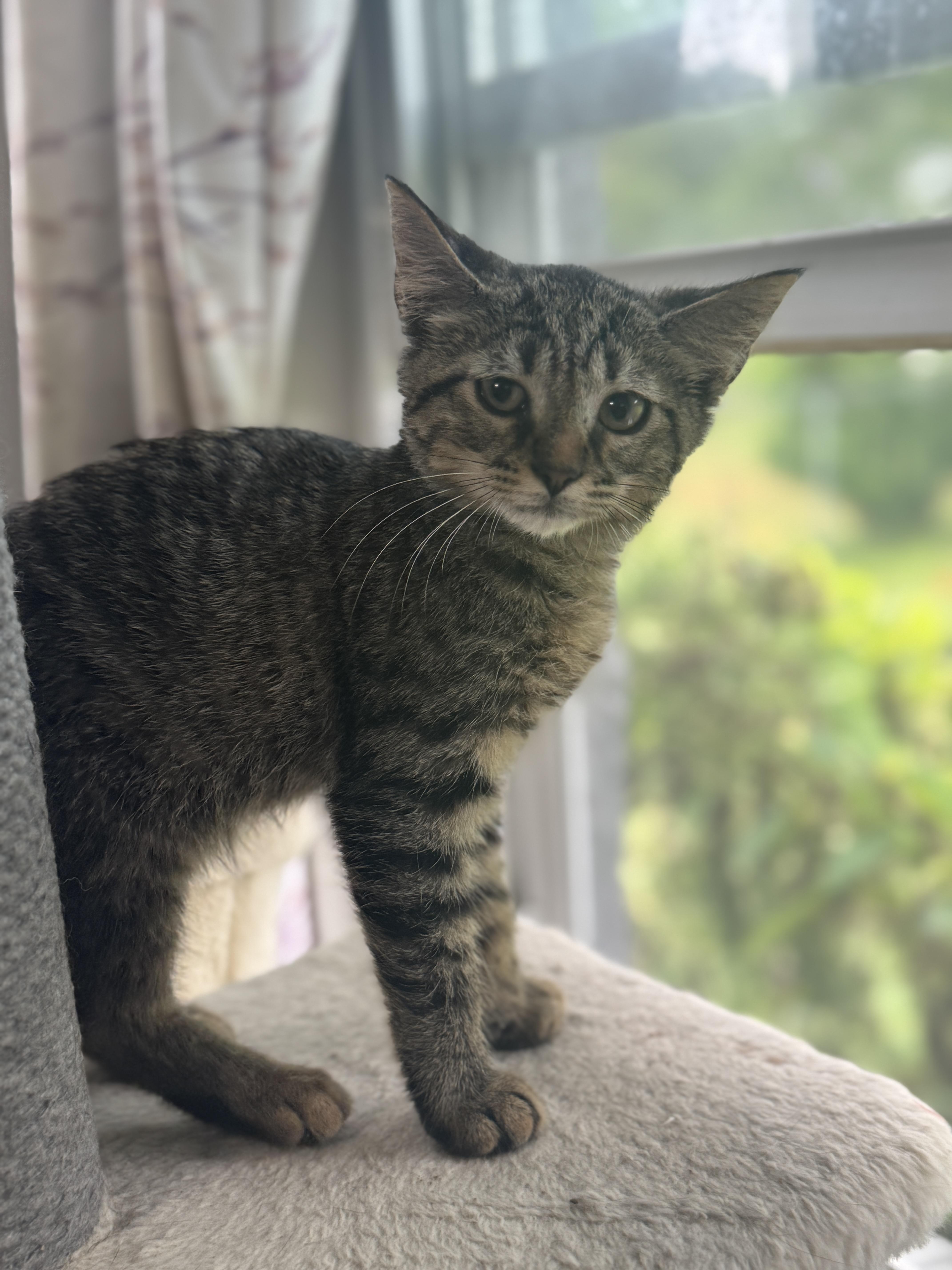 Jets, a Adoptable mixed breed in Massillon, OH image 2/2