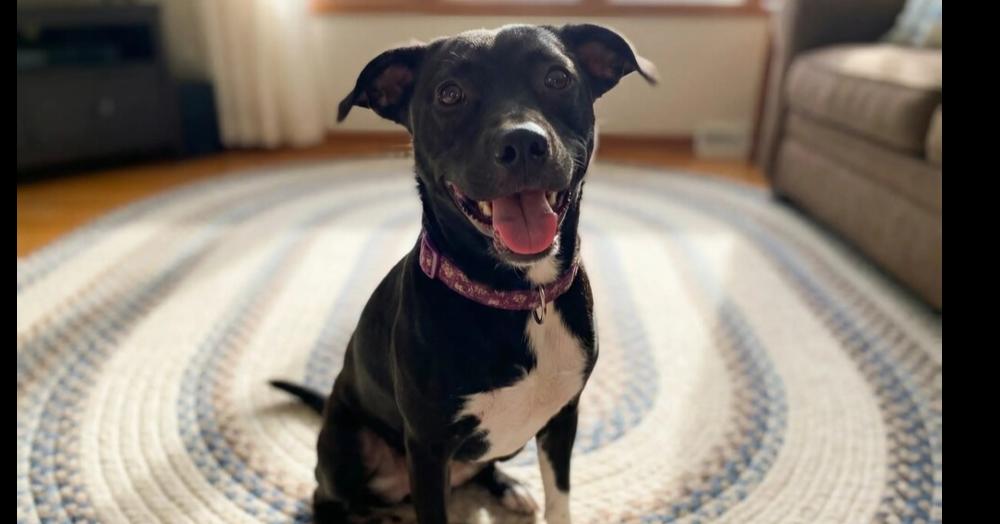Violet, Adoptable, Young Female Labrador Retriever & Border Collie.