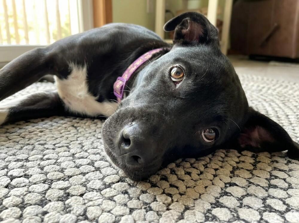 Enlarge Violet, a Adoptable mixed breed in Crown Point, IN image 2/6