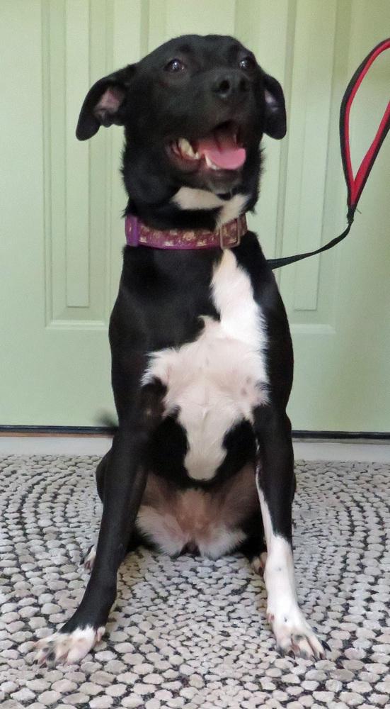 Enlarge Violet, a Adoptable mixed breed in Crown Point, IN image 3/6