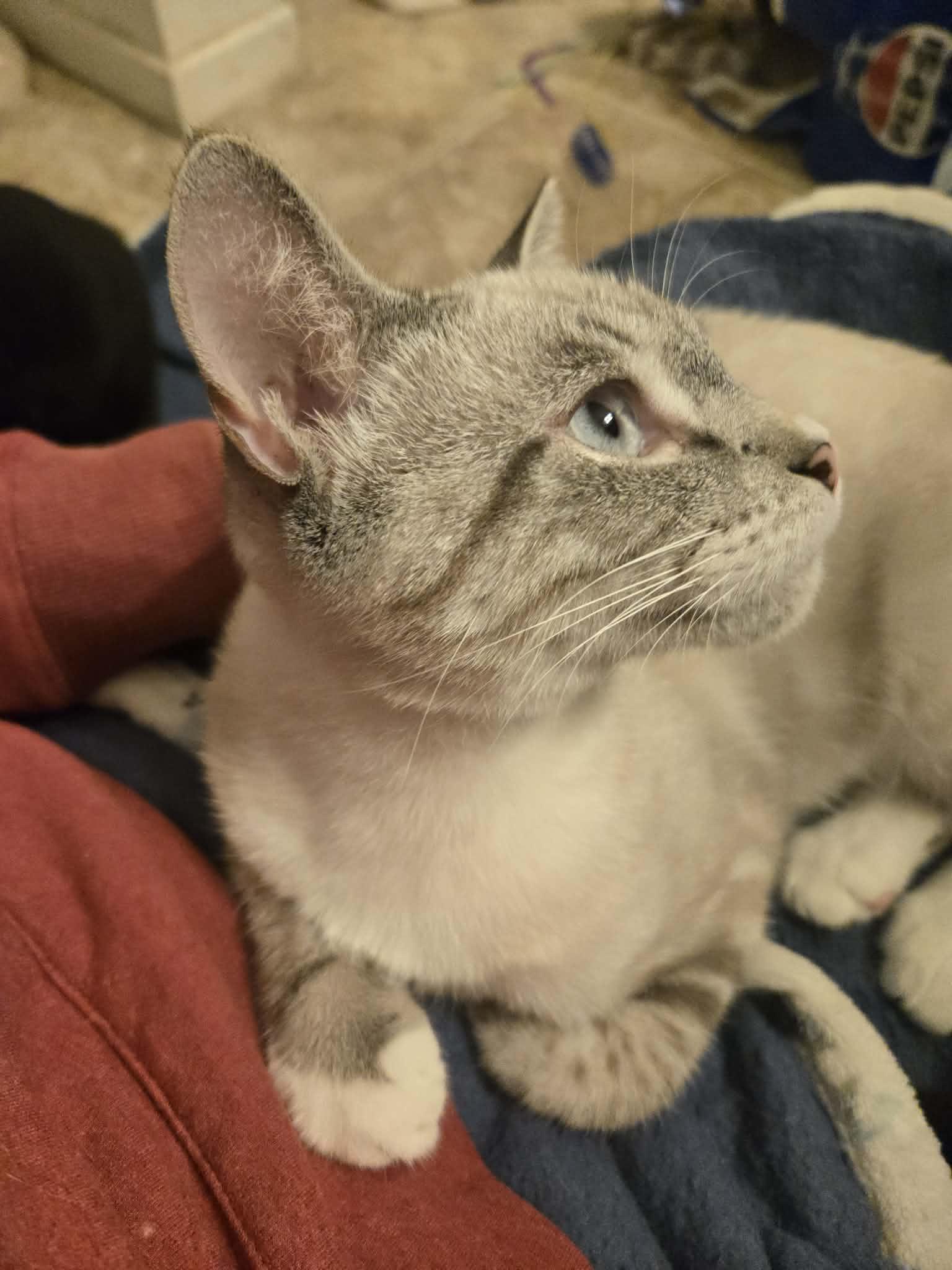 Enlarge Smores, a ADOPTABLE Siamese in Clovis, CA image 3/4