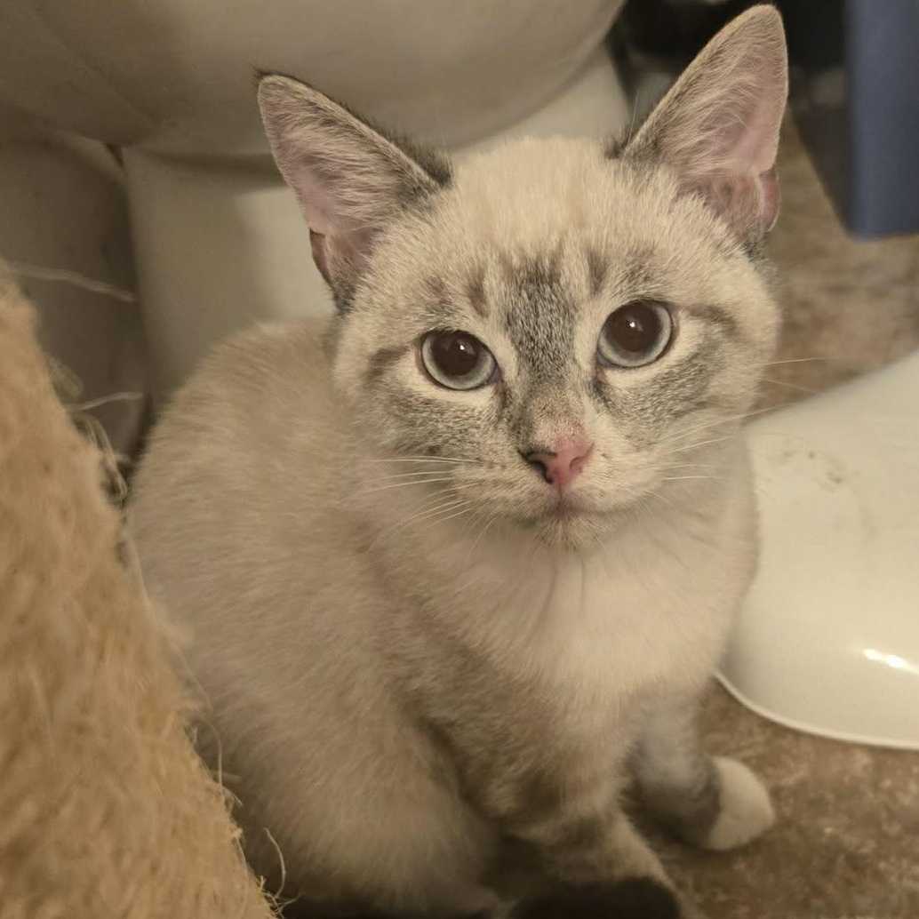Smores, ADOPTABLE, Young Male Siamese.