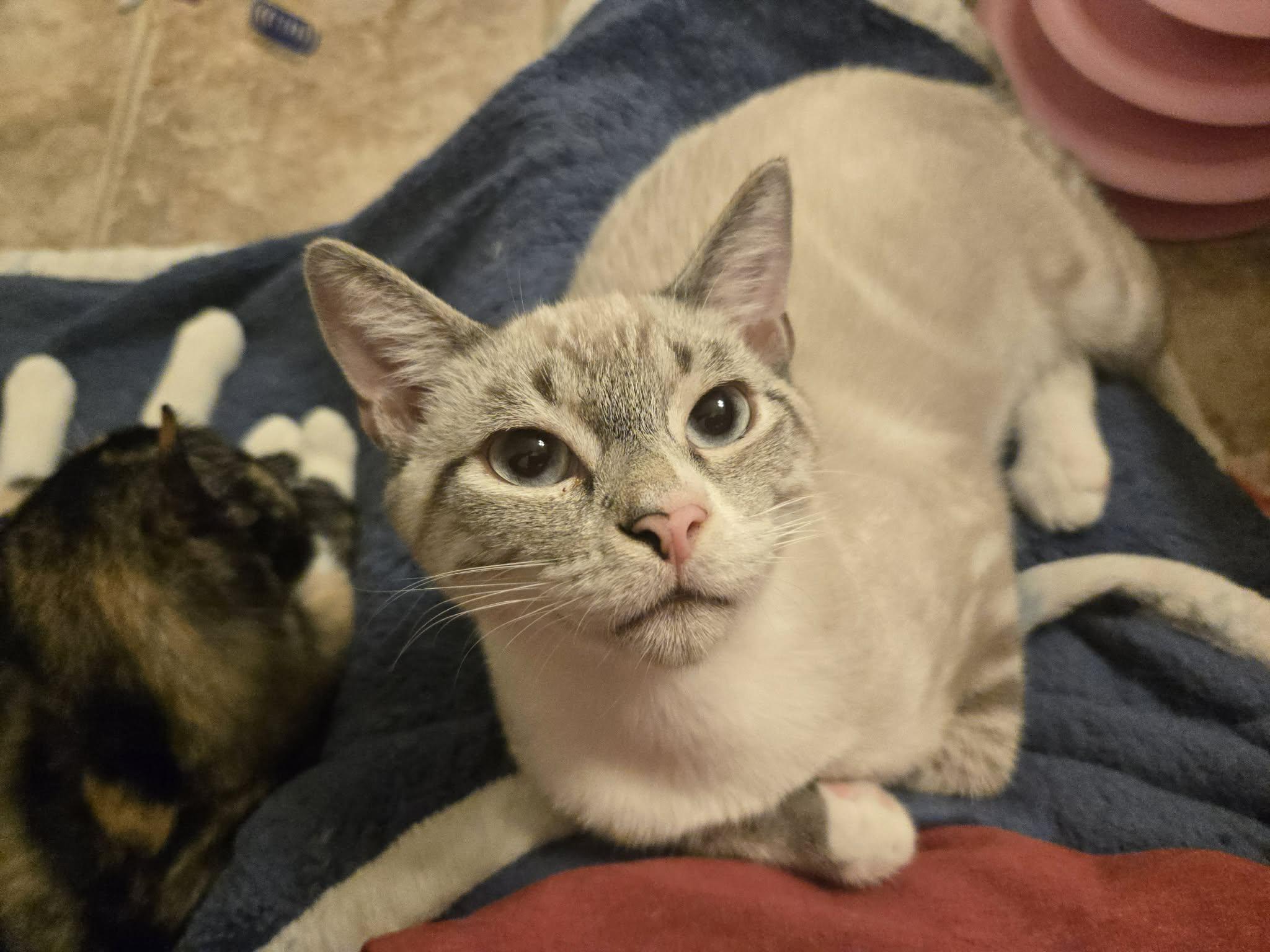 Enlarge Smores, a ADOPTABLE Siamese in Clovis, CA image 4/4