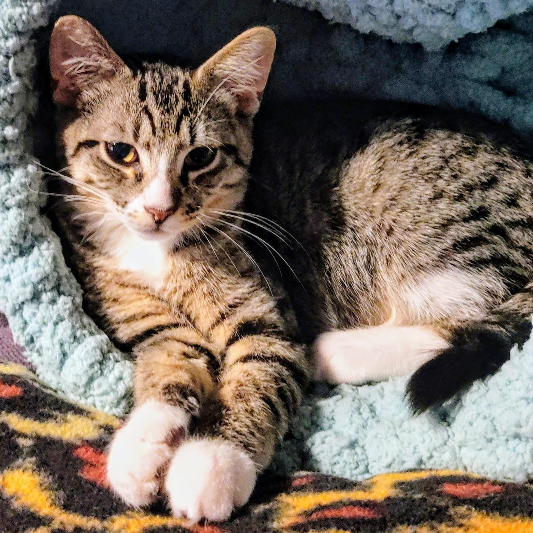 Stefano, a Adoptable mixed breed in Wilsonville, OR image 1/5