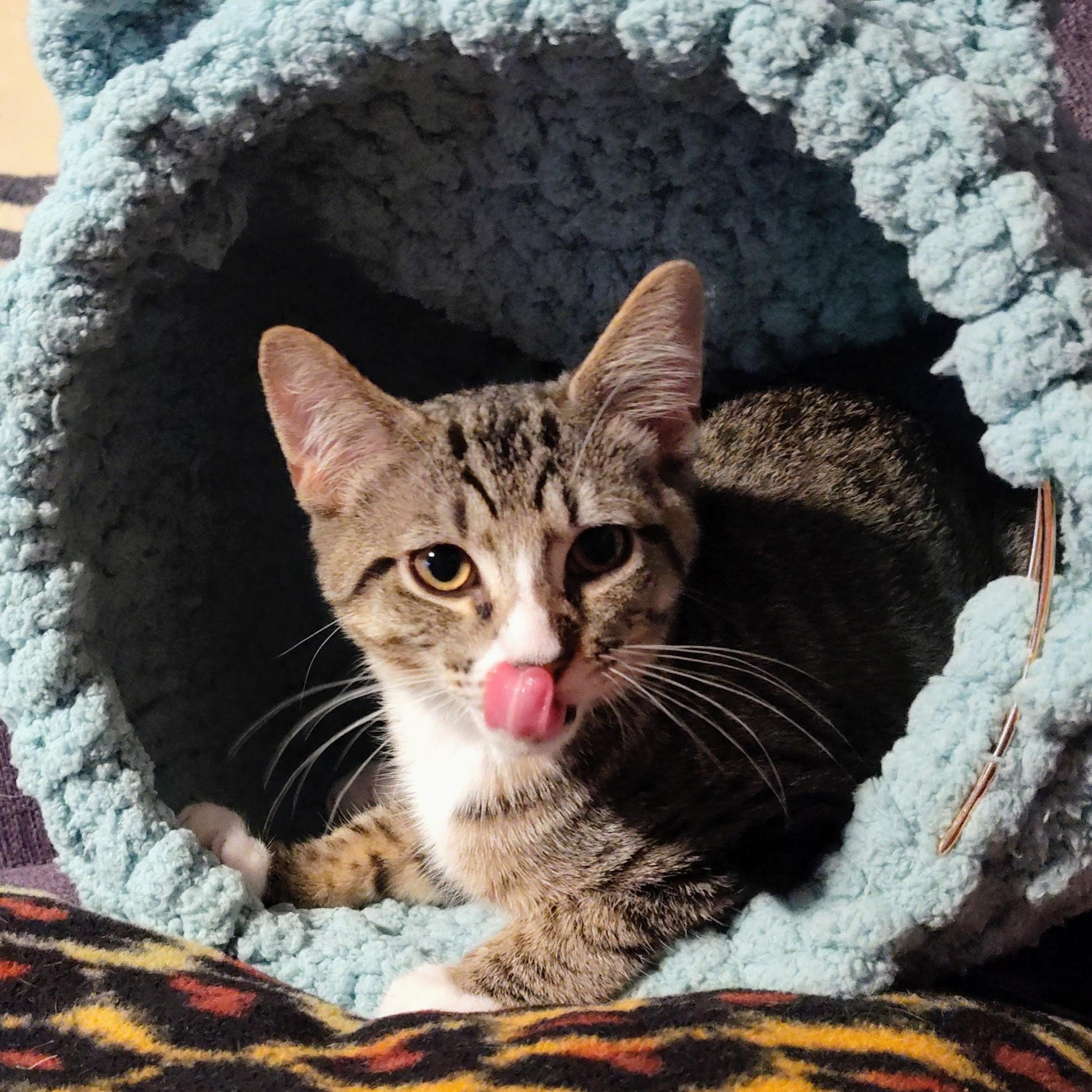 Stefano, a Adoptable mixed breed in Wilsonville, OR image 2/5
