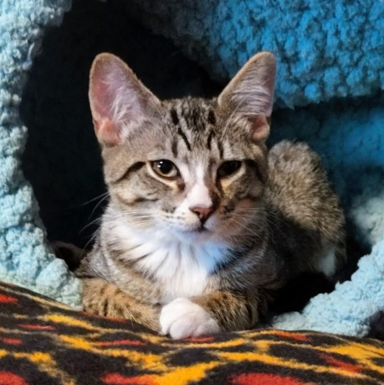 Stefano, a Adoptable mixed breed in Wilsonville, OR image 4/5