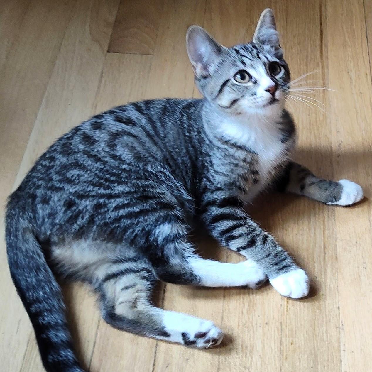 Stefano, a Adoptable mixed breed in Wilsonville, OR image 5/5