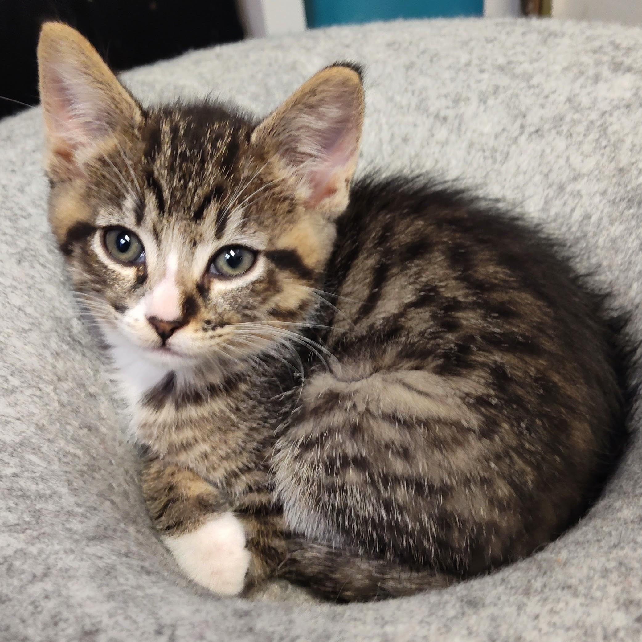 Stefano, Adoptable, Kitten Male Domestic Short Hair & Tabby.