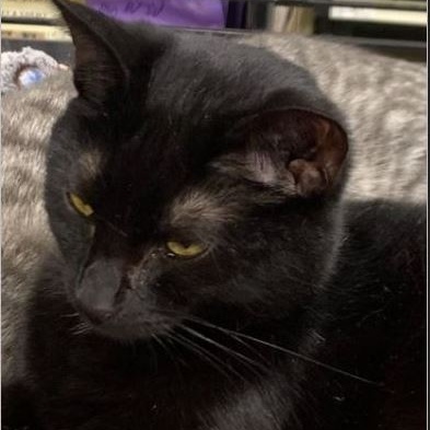 Cypress, Adoptable, Young Female American Shorthair.