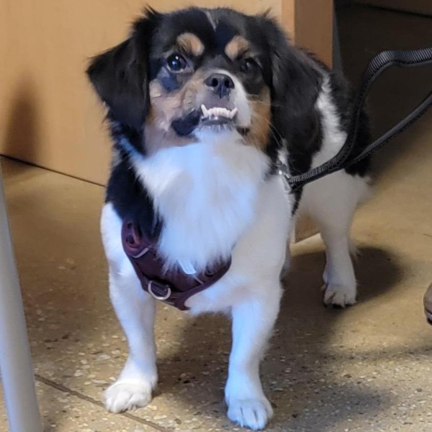 Moo Roo, Adoptable, Young Female Pekingese & Mixed Breed.