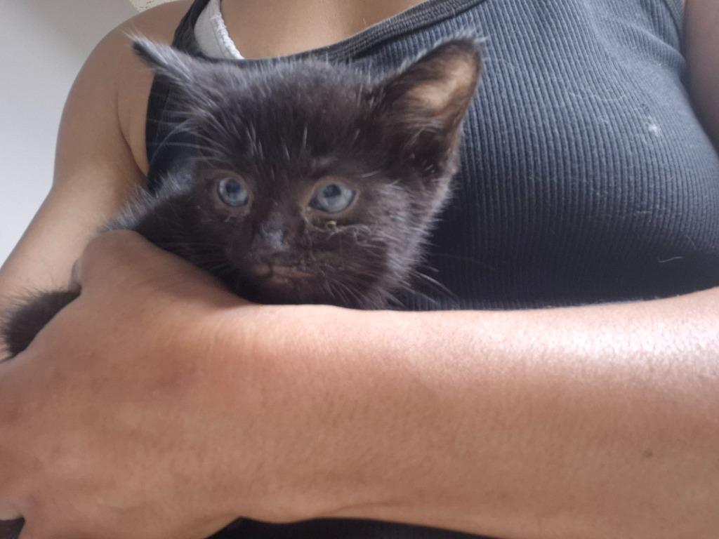 Fred, Adoptable, Kitten Male Domestic Short Hair.