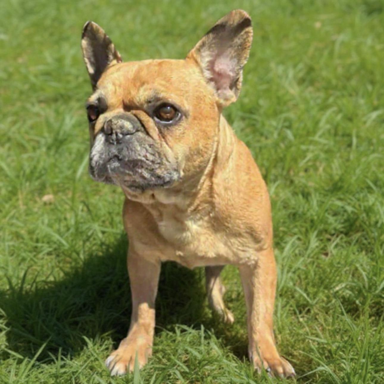 Enlarge Valentina, an adopted French Bulldog in Pittstown, NJ image 1/3