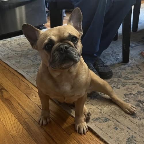 Enlarge Valentina, an adopted French Bulldog in Pittstown, NJ image 3/3