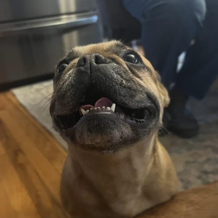 Enlarge Valentina, an adopted French Bulldog in Pittstown, NJ image 2/3