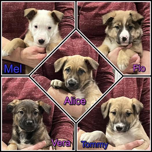 Alice Litter- puppies, ADOPTABLE, Puppy Female Norwegian Elkhound & Border Collie.