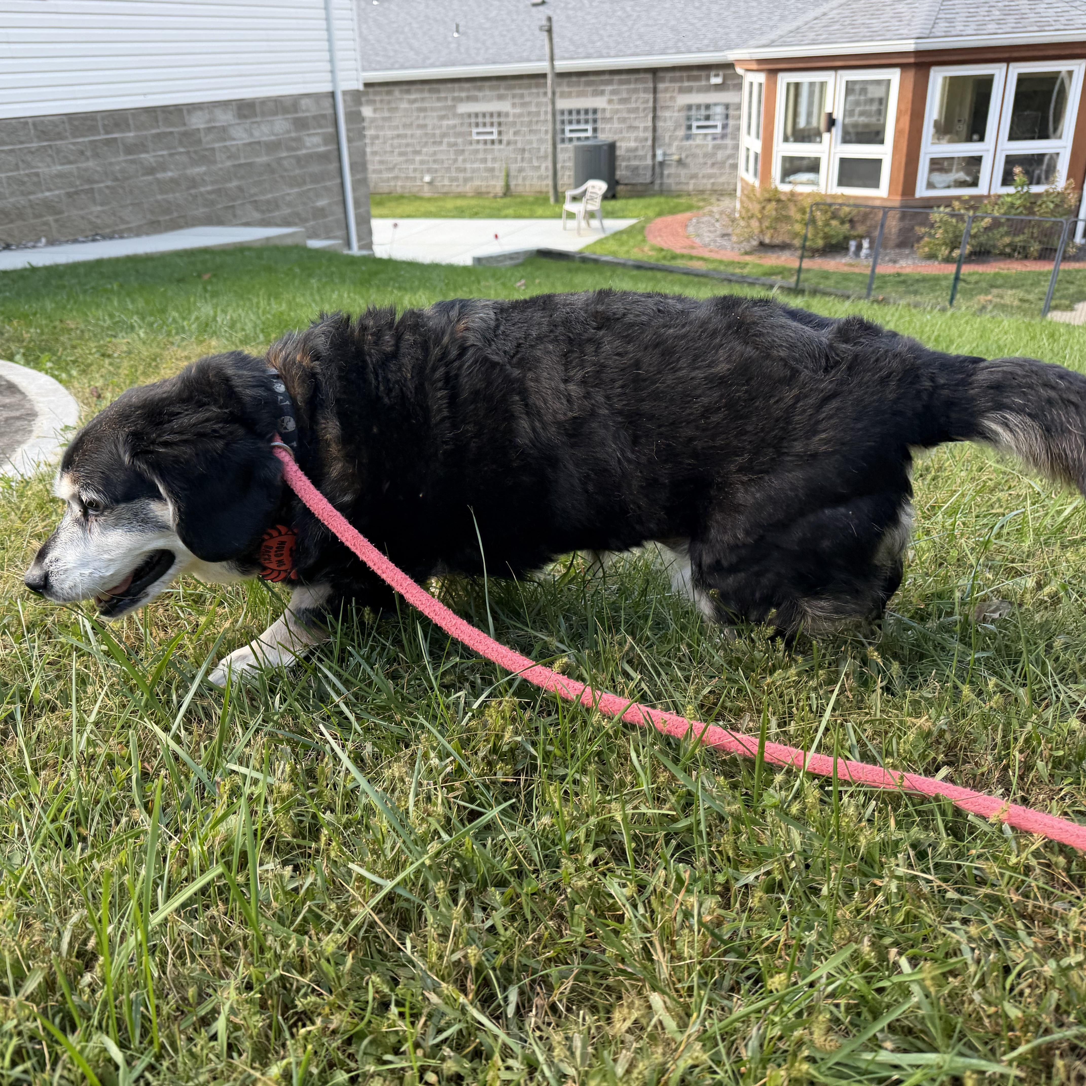 Enlarge Rosie, a Adoptable mixed breed in Latrobe, PA image 5/5