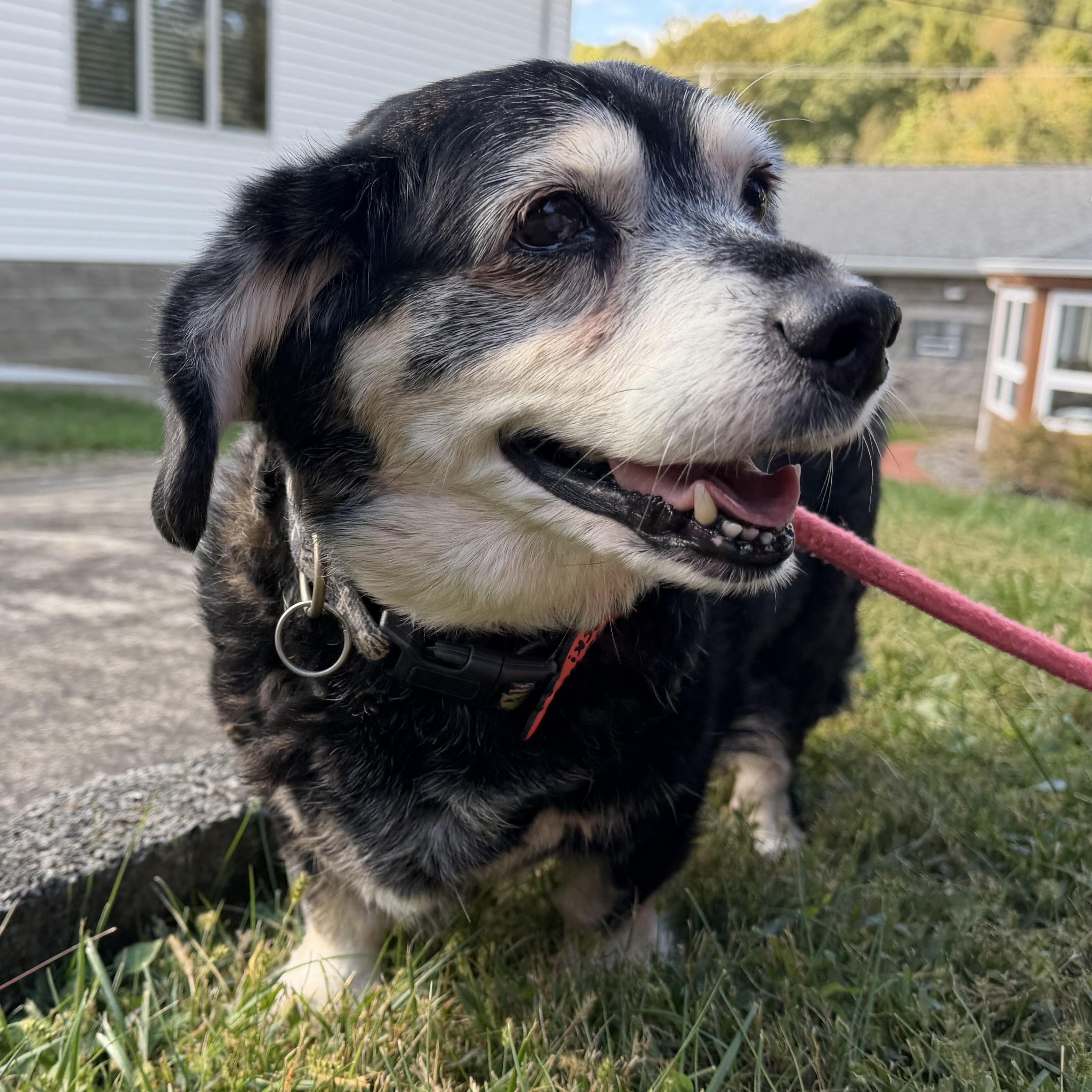 Enlarge Rosie, a Adoptable mixed breed in Latrobe, PA image 2/5