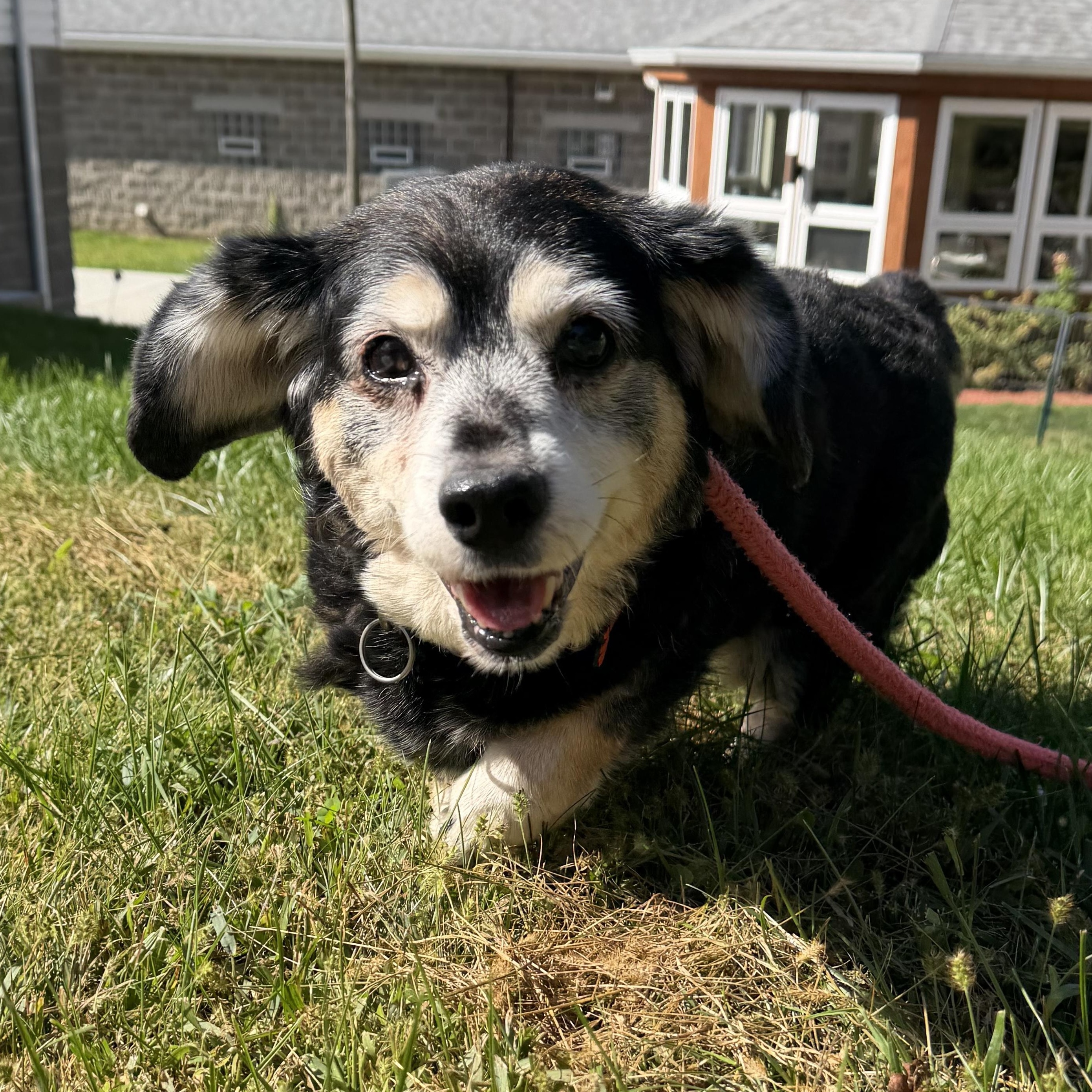 Rosie, Adoptable, Senior Female Beagle & Dachshund.